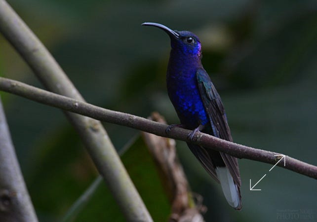 Violet Sabrewing (Campylopterus hemileucurus)