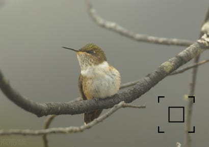 Volcano Hummingbird