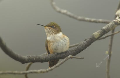 Volcano Hummingbird (Selasphorus flammula)