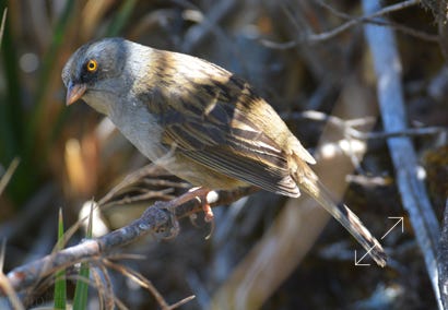 Volcano Junco