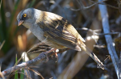 Volcano Junco (Junco vulcani)