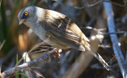 Volcano Junco (Junco vulcani)