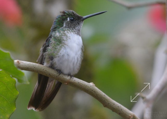 White-bellied Mountain-Gem (Lampornis hemileucus)