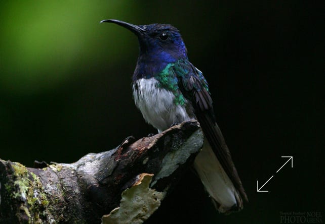 White-necked Jacobin (Florisuga mellivora)