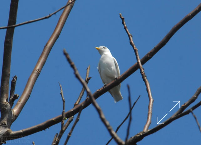 Yellow-billed Cotinga (Carpodectes antoniae)