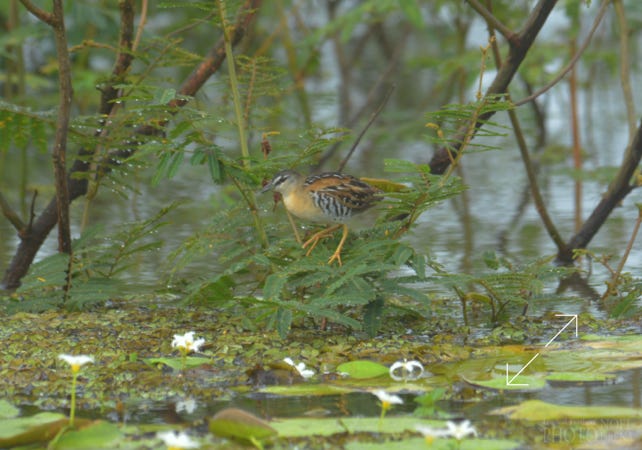 Yellow-breasted Crake (Hapalocrex flaviventer)