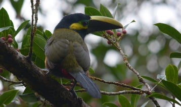 Yellow-eared Toucanet (Selenidera spectabilis)