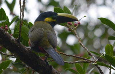 Yellow-eared Toucanet (Selenidera spectabilis)