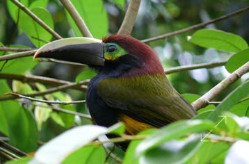 Yellow-eared Toucanet (Selenidera spectabilis)