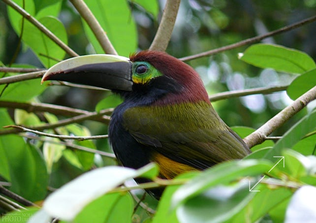 Yellow-eared Toucanet (Selenidera spectabilis)