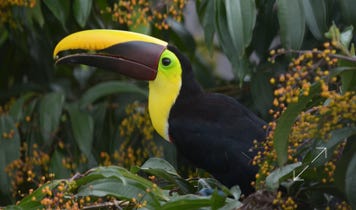 Yellow-throated Toucan (Ramphastos ambiguus)