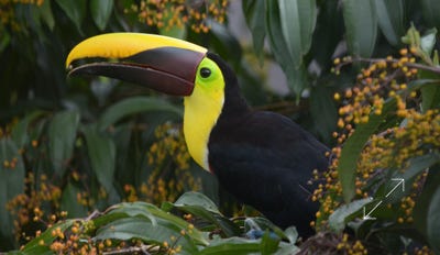 Yellow-throated Toucan (Ramphastos ambiguus)